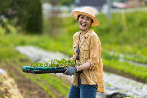 trabajadora agrícola japonesa en un campo agrícola. - región de tohoku fotografías e imágenes de stock