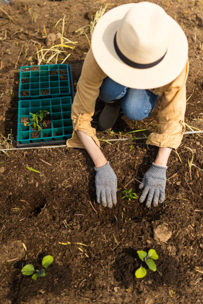 istock Above female farm worker in a farm field. 1399500101