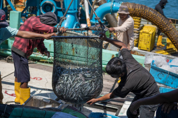 pescadores malasios cargan pescado capturado de un barco en contenedores de plástico en el mercado callejero en kota kinabalu, malasia - fishermen harbor fotografías e imágenes de stock