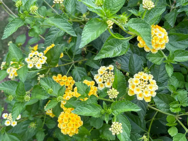 I was fascinated by the beauty of the flowers blooming on the ground near the coast of Guam Island in the United States, Lantana Kamala, and so on.It was in full bloom.