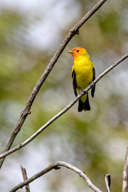 western tanager perched on a tree branch western tanager perched on a tree branch piranga ludoviciana stock pictures, royalty-free photos & images