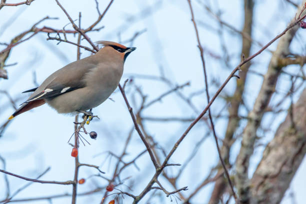 istock Bohemian Waxwing perched on a tree branch 1399503429