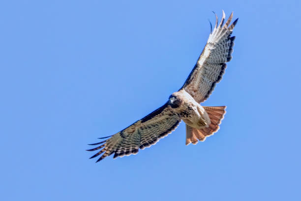 istock red-tailed hawk flying in the sky 1399503460