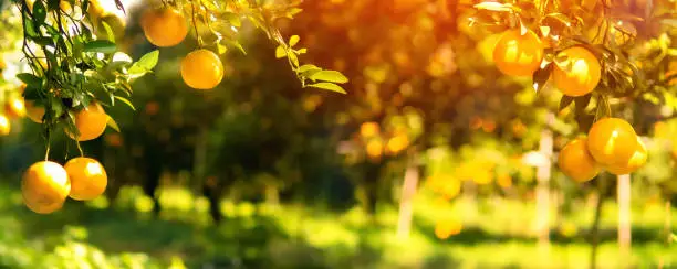 Ripe and fresh tangerine oranges hanging on branch, orange orchard