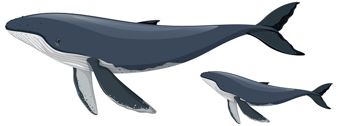 Mother and baby humpback whale  illustration
