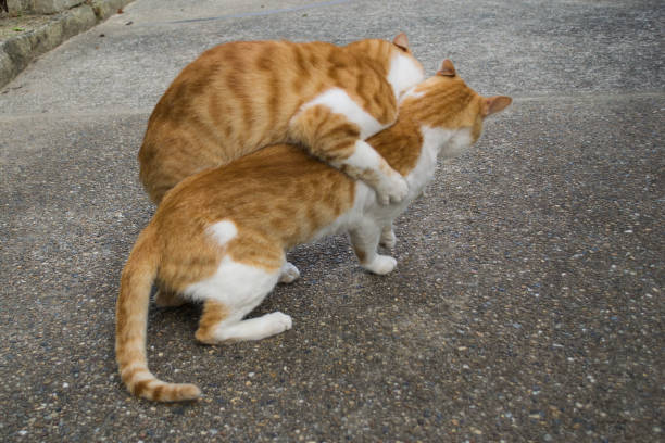 istock Images of playing cats 1399504452