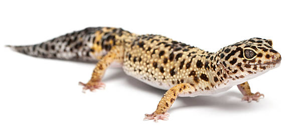 istock High yellow Leopard gecko, Eublepharis macularius, in front of white 139950458