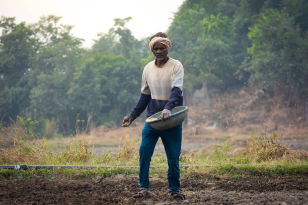 TIKAMGARH, MADHYA PRADESH, INDIA - MAY 14, 2022: Farmer spreading wheat seeds with her hands in the field.