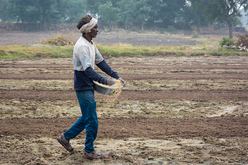 TIKAMGARH, MADHYA PRADESH, INDIA - MAY 14, 2022: Farmer spreading wheat seeds with her hands in the field.