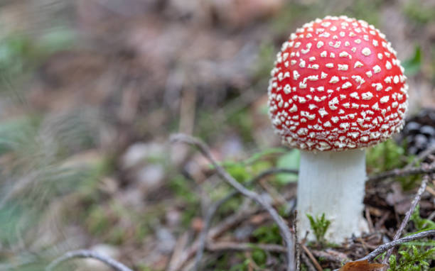 istock small fly agarics red mushroom in moss 1399506504