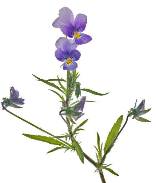 istock two small pansy violet blooms and three buds on stem 1399506528