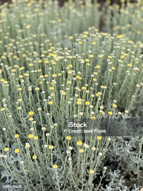 Wild Chamomile Planted In The Field Stock Photo - Download Image Now - Agricultural Field, Backgrounds, Beauty