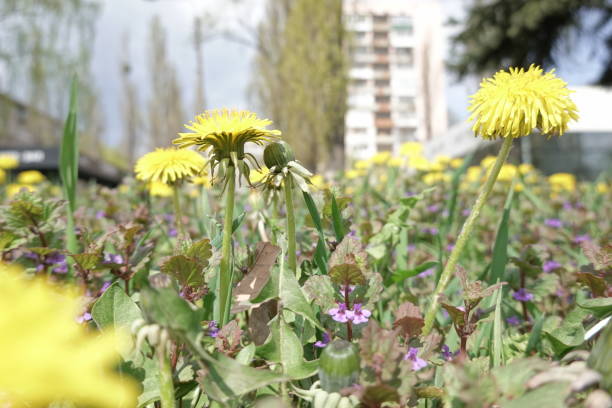 field of flowers in the park