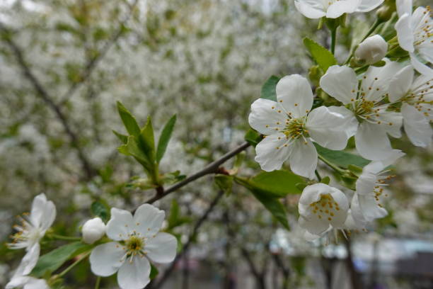 istock white flowers on blooming trees 1399509522
