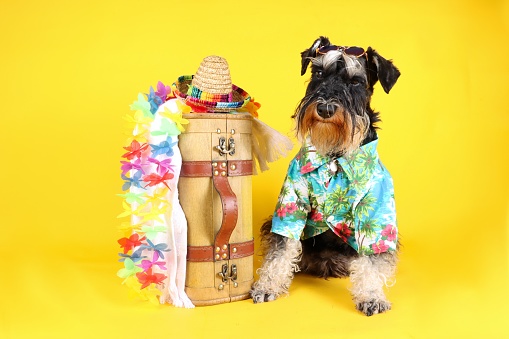 Funny Tourist Dog with old suitcase Hawaiian Colar on studio