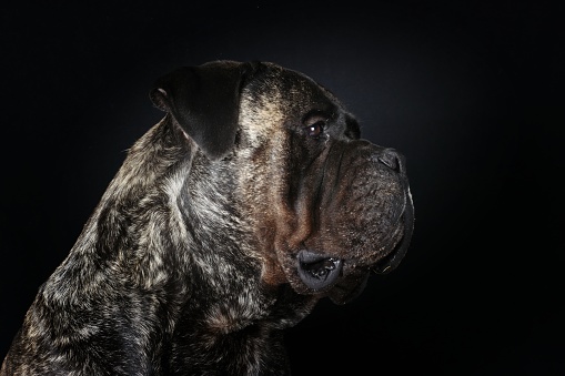 portrait of  bullmastiff isolated on black background