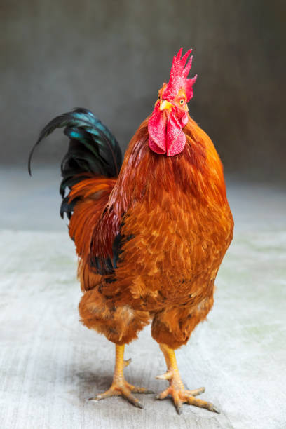 istock A beautiful rooster in front of a blurred background 1399511098