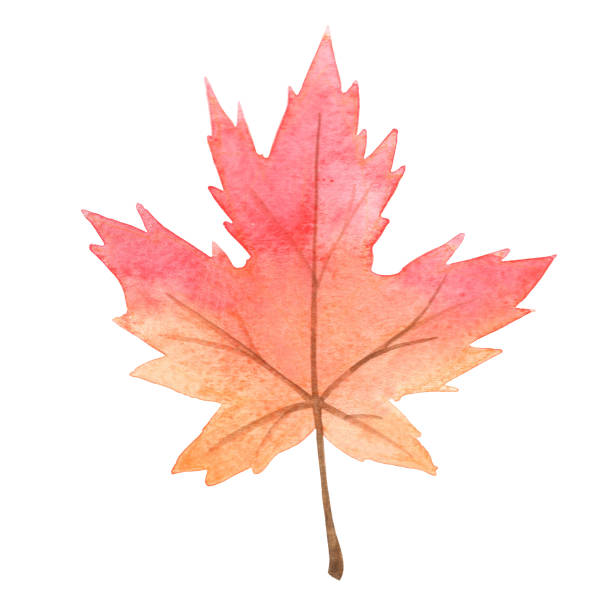 illustrazioni stock, clip art, cartoni animati e icone di tendenza di acquerello di foglie d'acero rosso e arancione per la decorazione durante la festa stagionale autunnale e del ringraziamento. - thanksgiving maple leaf abstract autumn