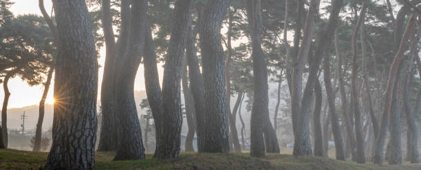 Misty pine forest. stock photo