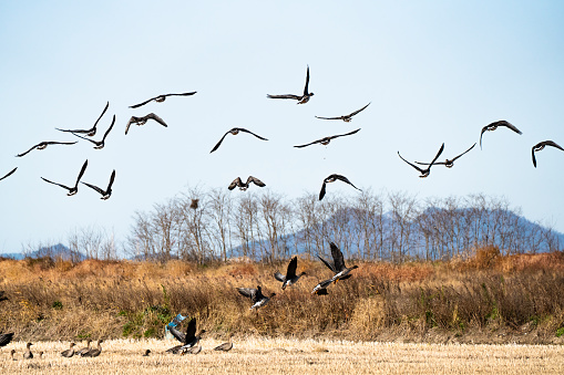 A flock of black cranes, a migratory winter bird, visits the southern coast of Korea.