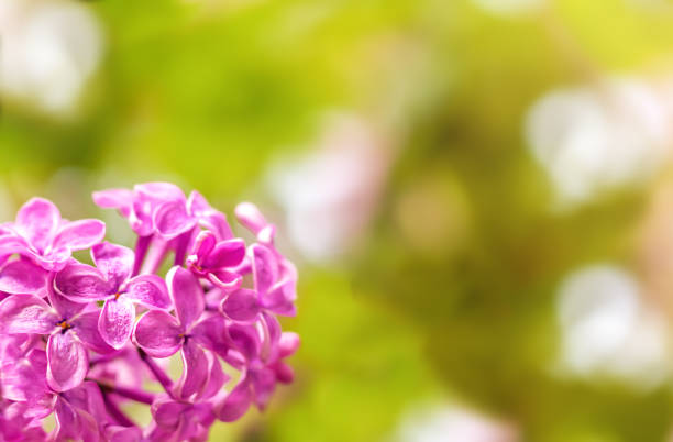 Lilac fresh fragrant flowers on a lilac branch on a spring day. Beautiful floral background.