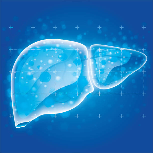 Safe Liver Vector 22,000+ Liver Stock Illustrations, Royalty-Free Vector Graphics & Clip ...