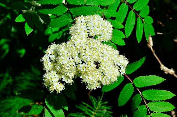 A cluster of mountain-ash (Sorbus aucuparia - Rowan) flowers