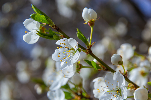 Spring blossoms of Spreading Plum tree, Prunus divaricata, white flowers blooming during Spring Sakaru season. Macro closeup