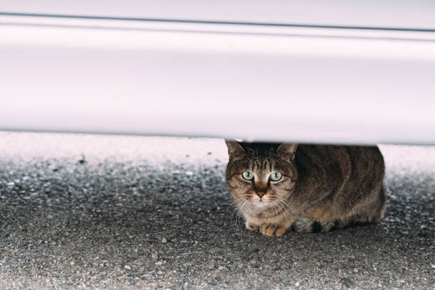 istock Image of an uneasy-faced cat hiding under the car 1399515341