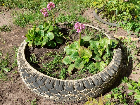 flower bed of old car tire with flowers