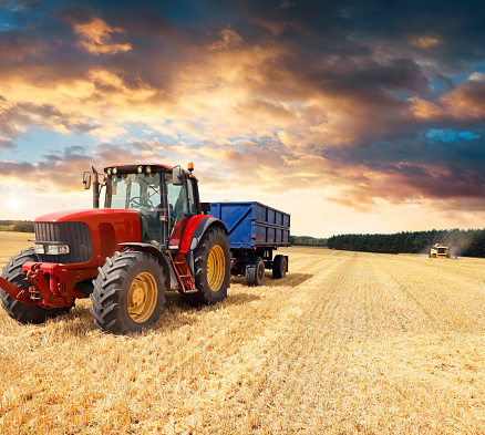 Tractor with a blue trailer in a wheat field. Combine harvester and tractor during harvest in the field.