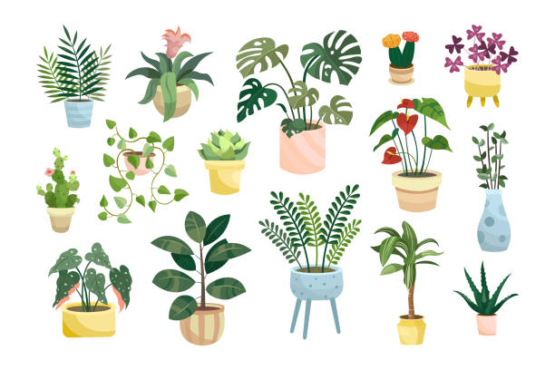 Different potted houseplants flat vector illustrations set Different potted houseplants flat vector illustrations set. Indoor flowers or plants in flowerpots or vases, alocasia, begonia in pots isolated on white background. Interior, urban jungle concept oxalis acetosella flowers stock illustrations