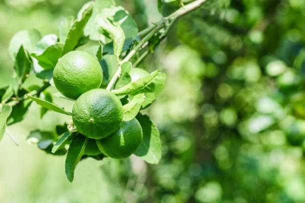 Lime fruit on the tree from the lime garden