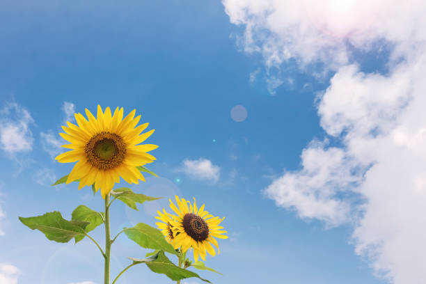 istock blue sky background and sunflower on sunny day 1399519519