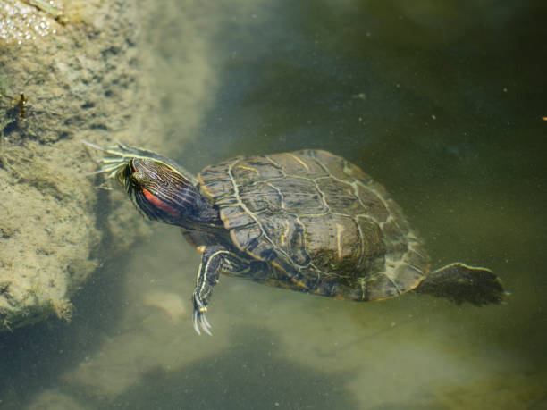 istock cute turtle swimming in water 1399519577