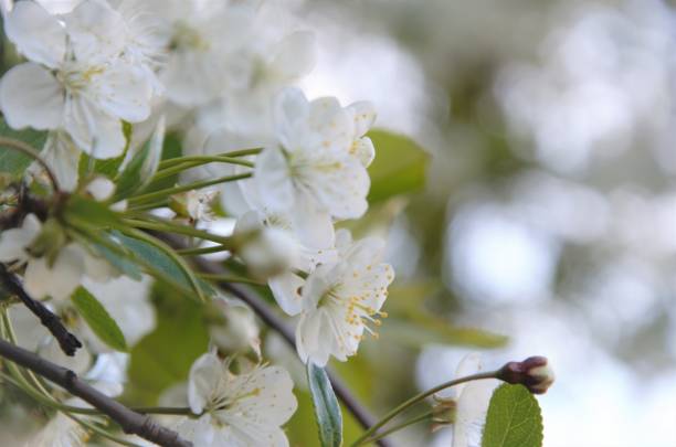 istock flowering bush with small white flowers in spring, cherry blossoms 1399519689