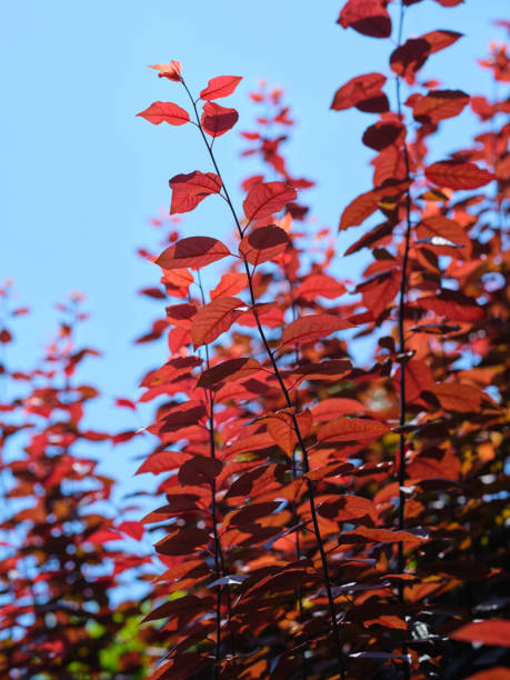 istock a tree with red leaves in the forest 1399519884