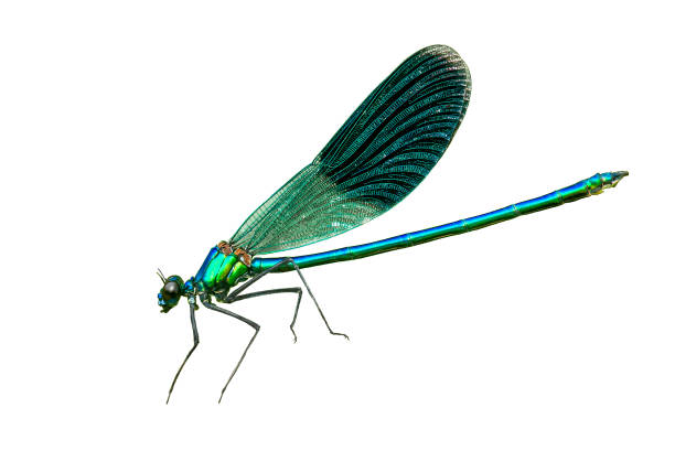 Blue banded demoiselle isolated on white background.  Closeup Calopteryx splendens damselfly flying cut out stock photo
