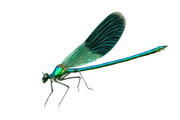 Photo of Blue banded demoiselle isolated on white background.  Closeup Calopteryx splendens damselfly flying cut out