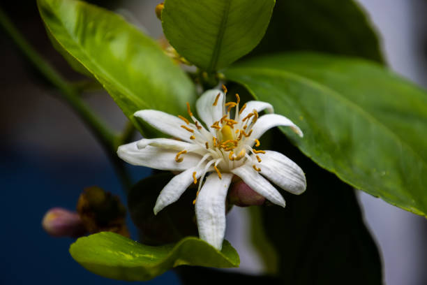 istock Close up of a white lemon blossom, also called Citrus x limon 1399521150