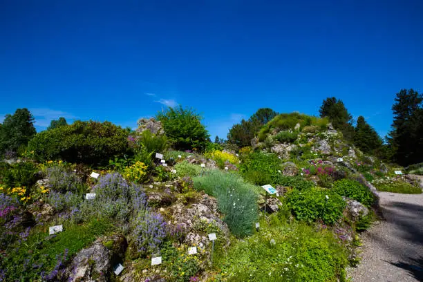 Alpinum in a botanical garden, summer time, landscaped alpinum, different countries
