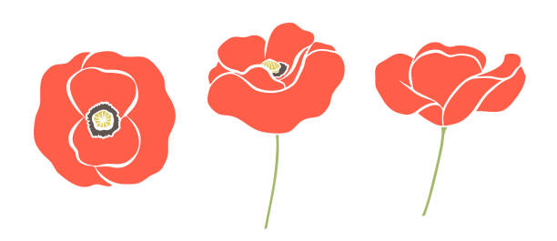 ilustrações, clipart, desenhos animados e ícones de flores de papoula vermelhas desenhadas à mão - poppy corn poppy remembrance day single flower