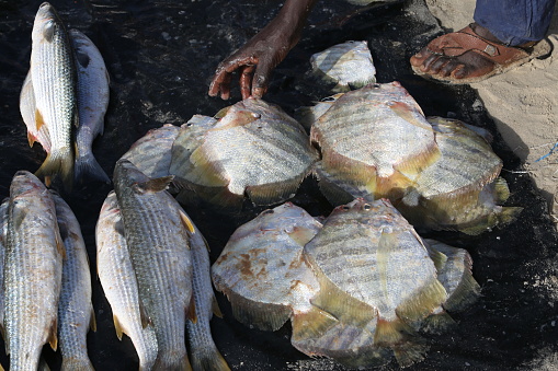 Many fresh edible fish on Marché Soumbedioune, Dakar, Senegal, Africa. Fresh catch in fish market, bazaar. Seafood sales. African shop, store. Trade.\nPhotographed on Canon EOS 5D Mark III.