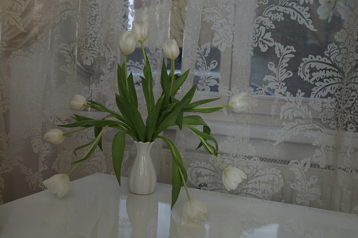 bouquet of white tulips in a vase on the table by the window