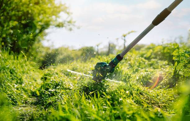 istock Hand String Trimmer Cutting Grass In The Garden 1399528215