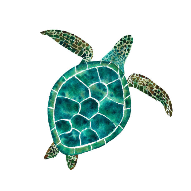 ilustrações, clipart, desenhos animados e ícones de tartaruga marinha de aquarela. ilustração desenhada à mão no fundo branco. - pacific ocean