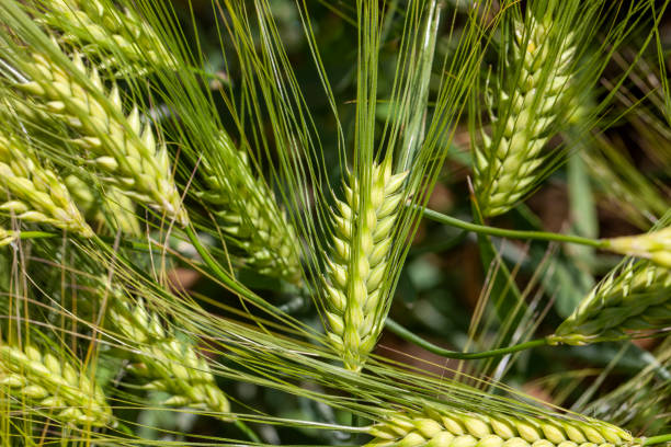 istock agricultural field where green unripe wheat grows 1399530339