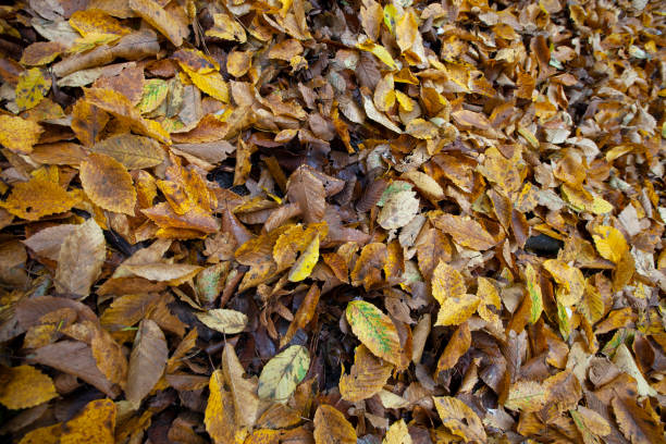 istock fallen foliage in autumn during leaf fall in cloudy weather 1399530393