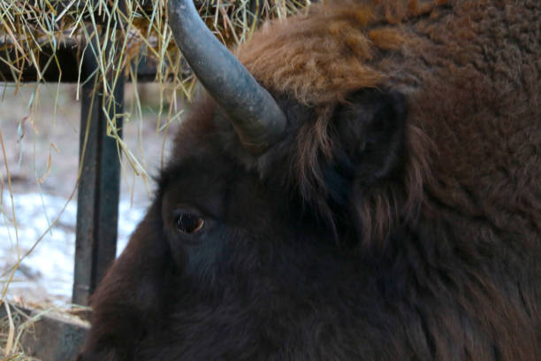istock Selective focus, adult big bison eat hay. 1399531717