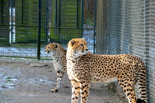 Beautiful and fast cheetah in the park for animals affected by people